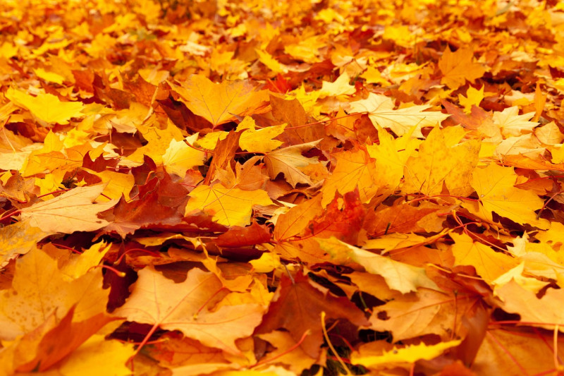 Animation nature - couleurs d'automne ©pixabay