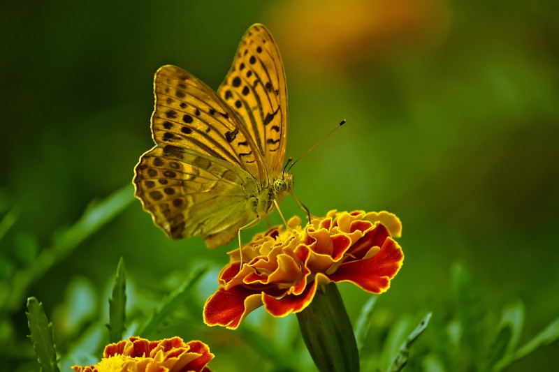 papillon©pixabay