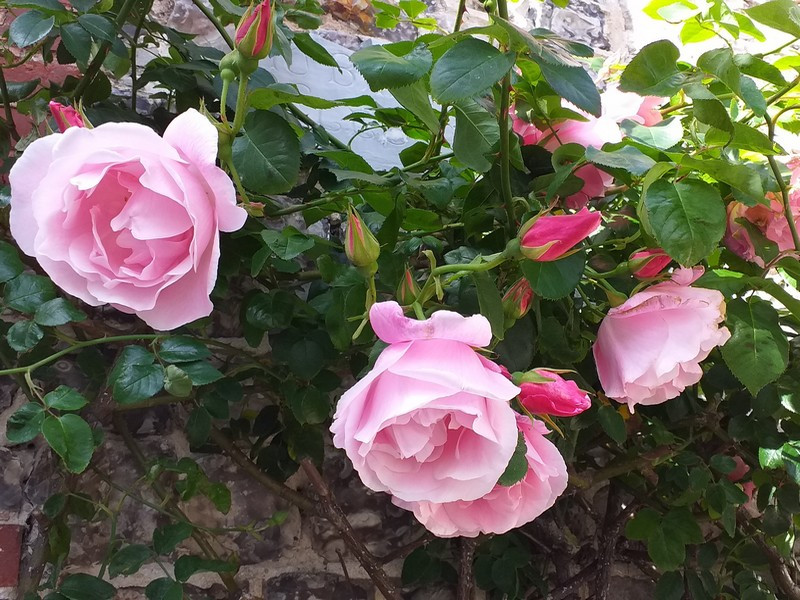rose-flf-redim-1105051